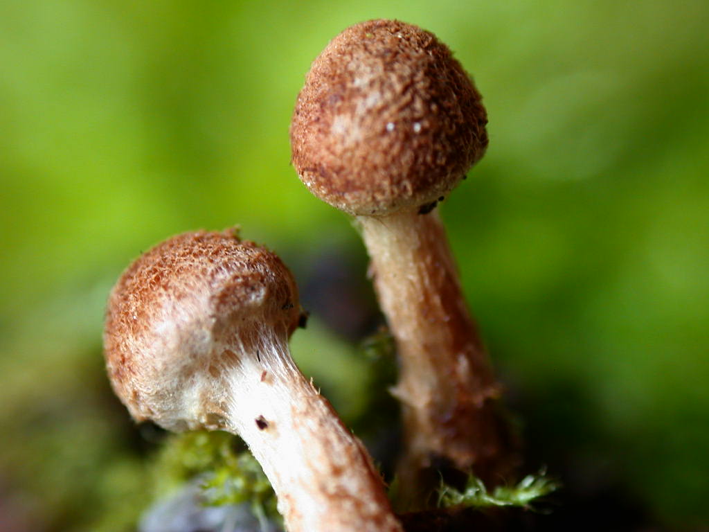 Sotto Alnus glutinosa...(cfr. Inocybe squarrosa)